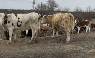 Астраханцев призывают не покупать сырое молоко из-за вспышки бруцеллеза