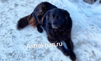 Пес плакал, как человек: астраханцы спасают бродячих животных от мороза