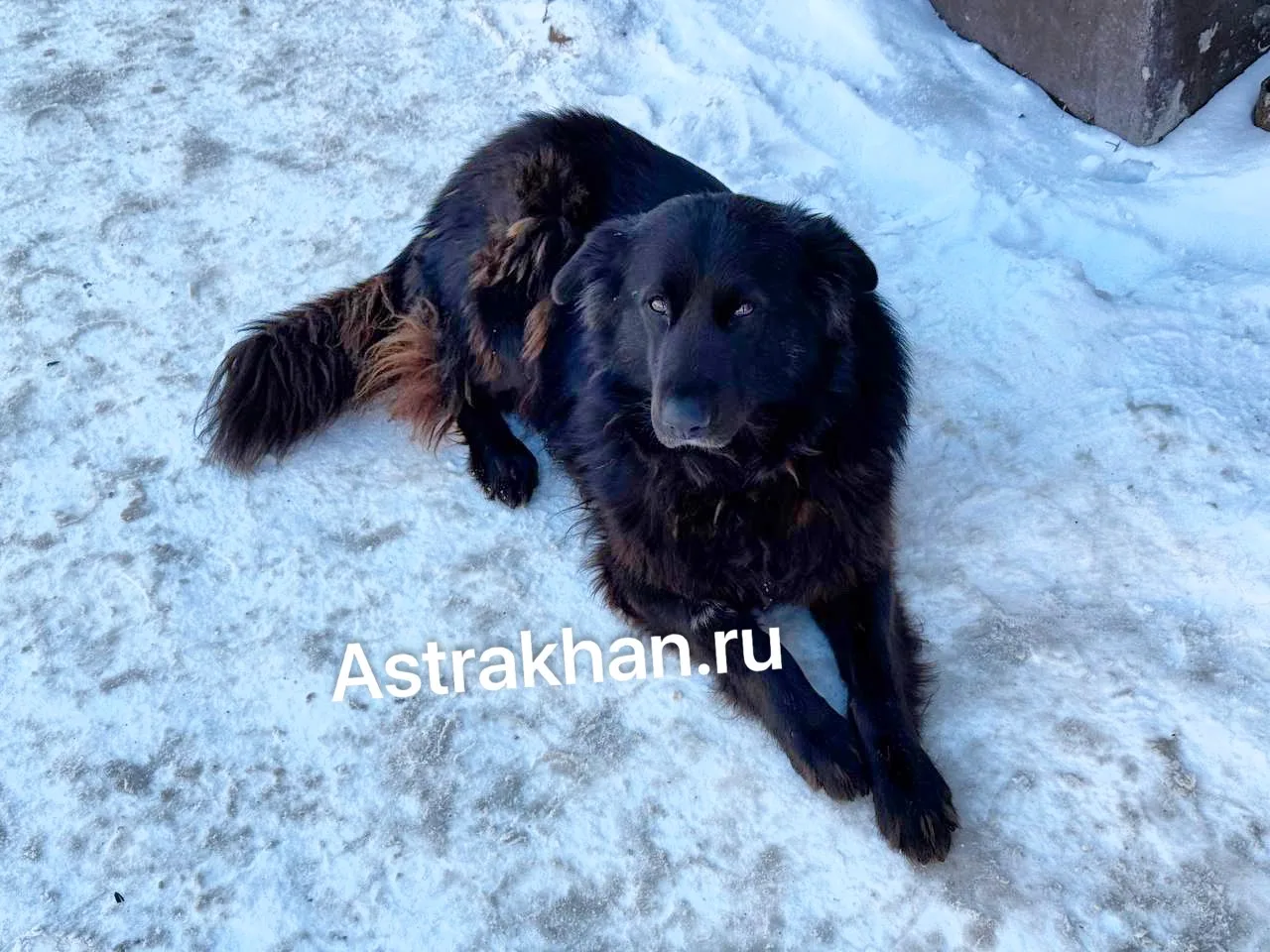 Пес плакал, как человек: астраханцы спасают бродячих животных от мороза