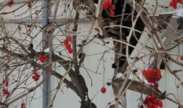 Погода в Астрахани 29 января будет стремиться к нулю Погода в Астрахани 29 января будет стремиться к нулю