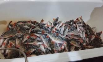 Зимняя рыбалка в&nbsp;Астраханской области преподносит сюрпризы