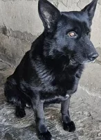 Астраханцам предлагают взять служебных собак