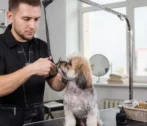 Сервисы для домашних животных становятся все более популярными у астраханцев Сервисы для домашних животных становятся все более популярными у астраханцев