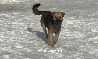 Суд в&nbsp;очередной раз не пошел на поводу у&nbsp;астраханских зоозащитников