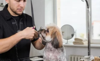 Сервисы для домашних животных становятся все более популярными у&nbsp;астраханцев
