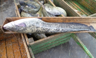 В Астраханской области падают уловы&nbsp;сома