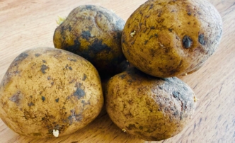 В астраханской картошке выявили превышение яда, смертельного для&nbsp;пчел