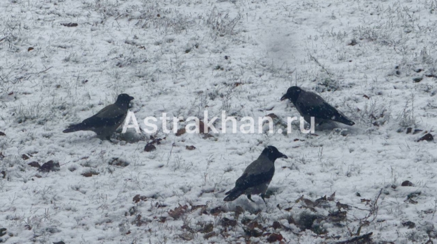 Сильные морозы могут резко сократить популяцию птиц в&nbsp;Астрахани