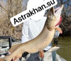 В Астраханской области разрешили ловить щуку: почему рыба не клюет в регионе? В Астраханской области разрешили ловить щуку: почему рыба не клюет в регионе?