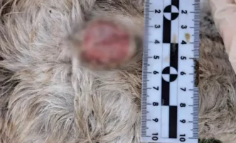 Астраханцев предупреждают об уголовной ответственности за продажу рогов сайгака