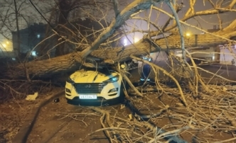 В Астрахани на автомобиль рухнуло огромное дерево