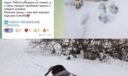 В Астраханской области бойцовская собака спасла мальчика, попавшего в беду В Астраханской области бойцовская собака спасла мальчика, попавшего в беду