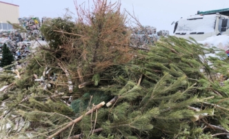В Астрахани новогодние елки получили вторую жизнь