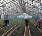 В теплицах Астраханской области подрастают ранние сорта помидор