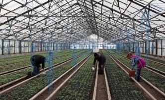 В теплицах Астраханской области подрастают ранние сорта помидор
