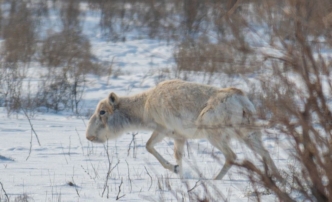 Мигрирующие в&nbsp;астраханской области сайгаки умирают не от болезни