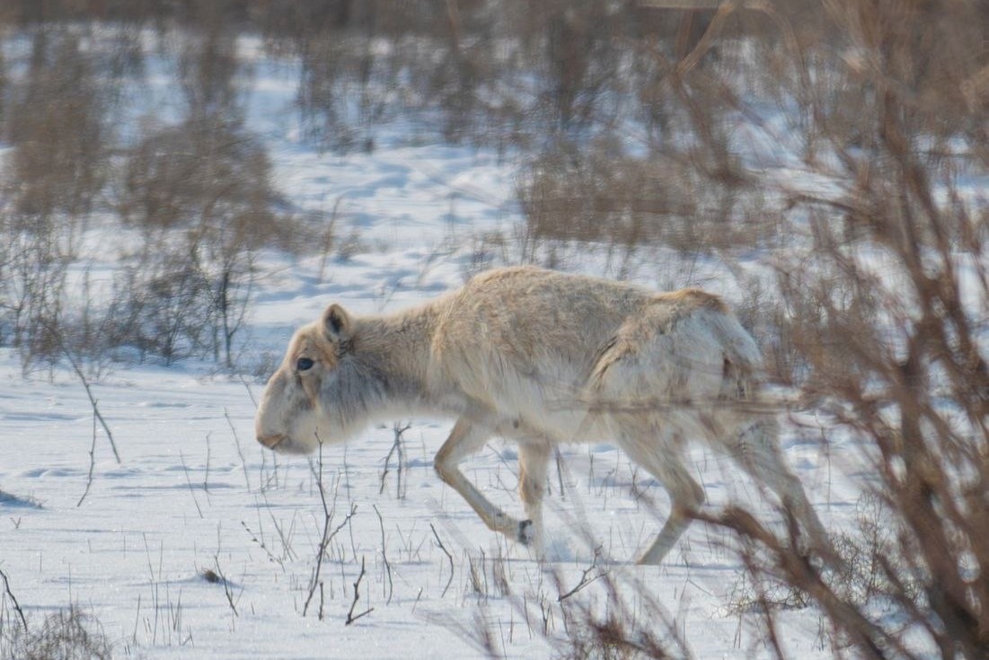 Мигрирующие в&nbsp;астраханской области сайгаки умирают не от болезни